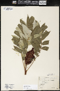 Rhus × borealis image