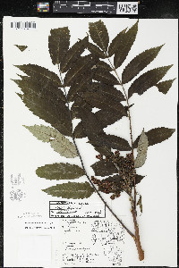 Rhus × borealis image