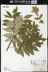 Rhus × borealis image