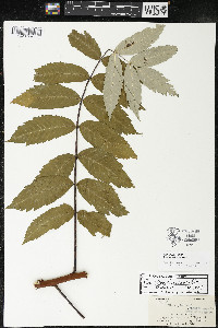 Rhus × borealis image