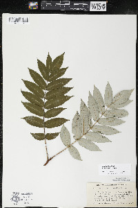 Rhus × borealis image