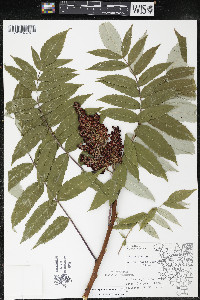 Rhus × borealis image