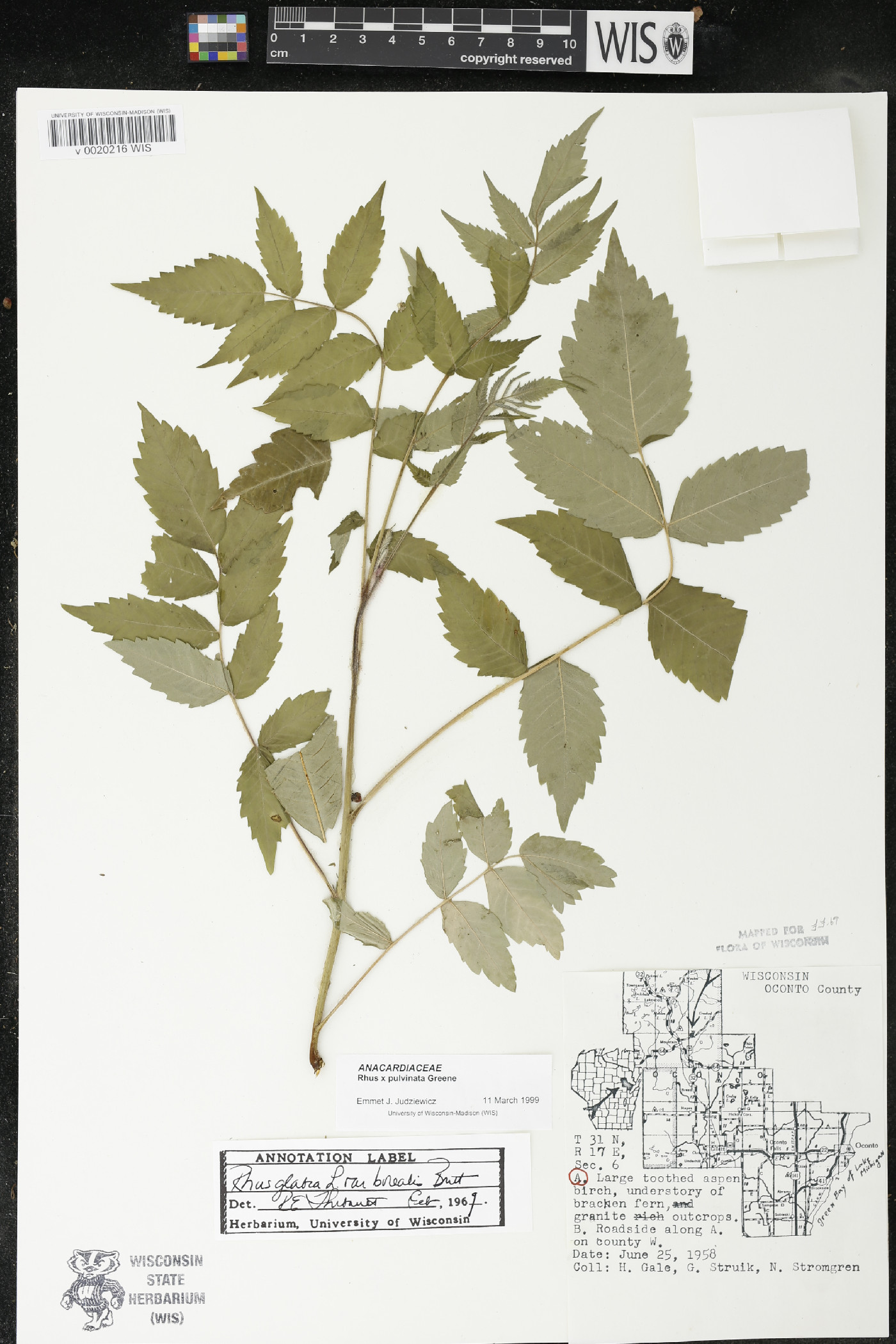 Rhus × borealis image