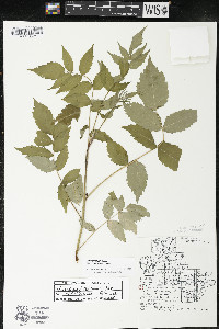 Rhus × borealis image