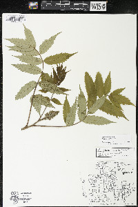 Rhus × borealis image