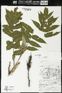 Rhus × borealis image