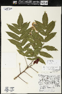 Rhus × borealis image