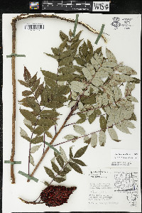 Rhus × borealis image