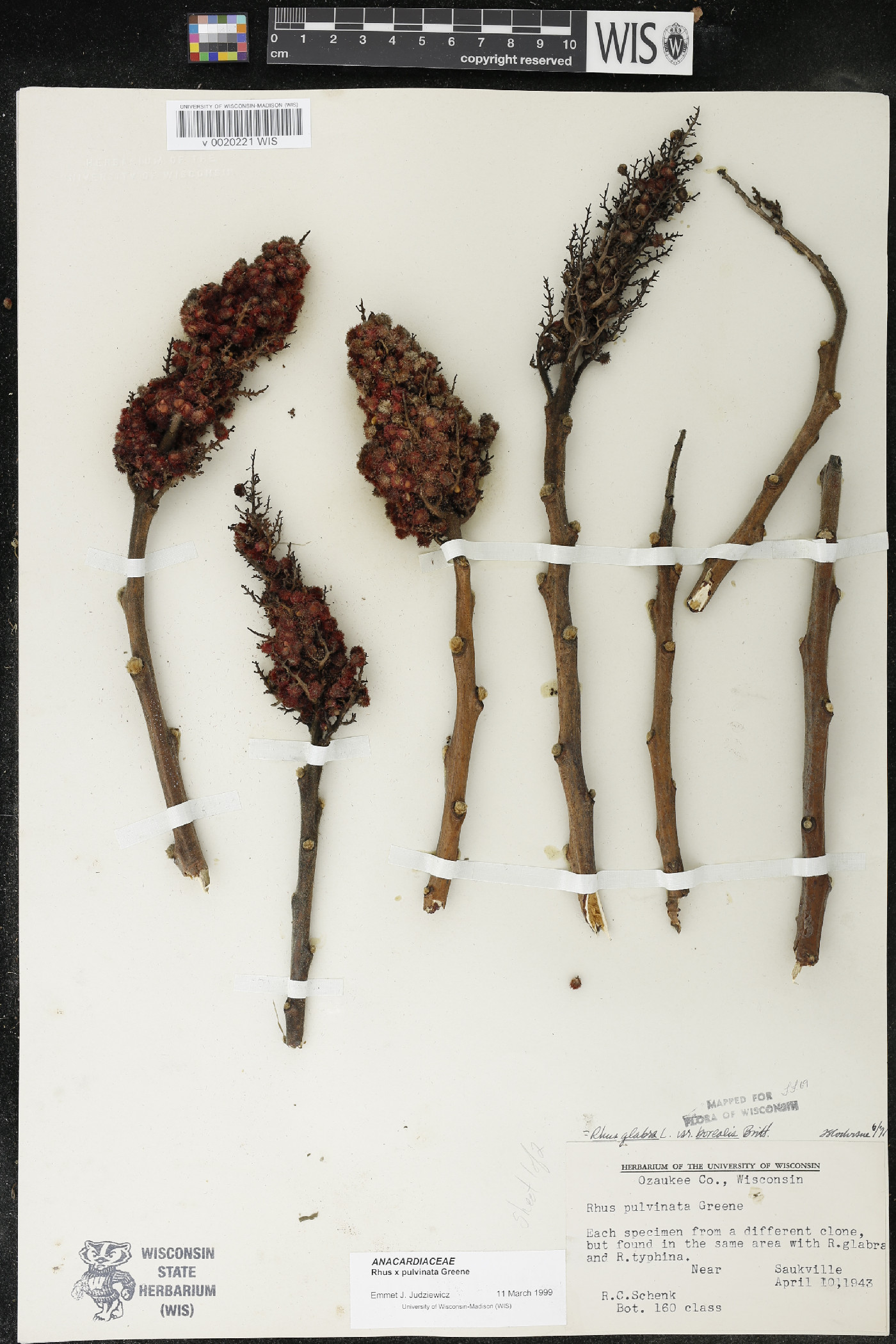 Rhus × borealis image
