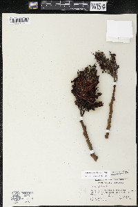 Rhus × borealis image