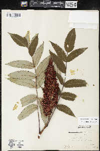 Rhus × borealis image