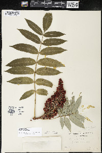 Rhus × borealis image