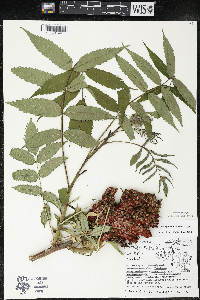 Rhus × borealis image