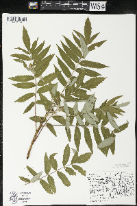 Rhus × borealis image