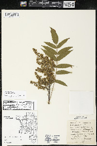 Rhus × borealis image