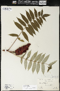 Rhus × borealis image