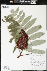 Rhus × borealis image