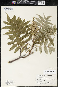 Rhus × borealis image