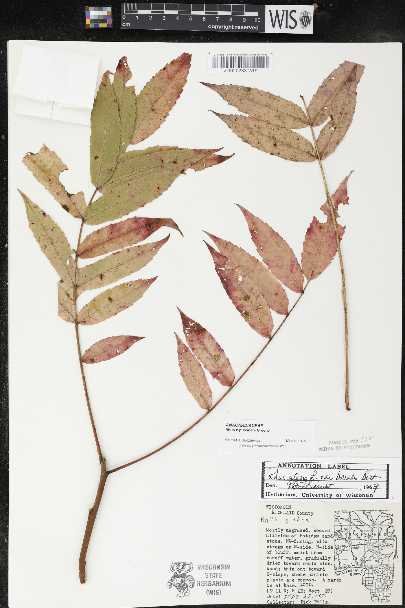 Rhus × borealis image