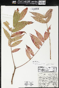 Rhus × borealis image