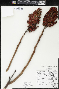 Rhus × borealis image