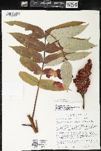 Rhus × borealis image