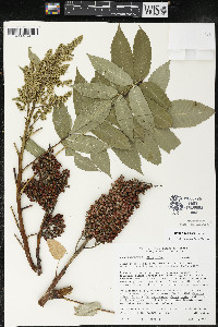 Rhus × borealis image