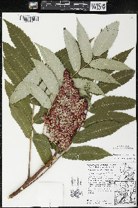 Rhus × borealis image