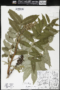 Rhus × borealis image