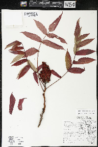 Rhus × borealis image