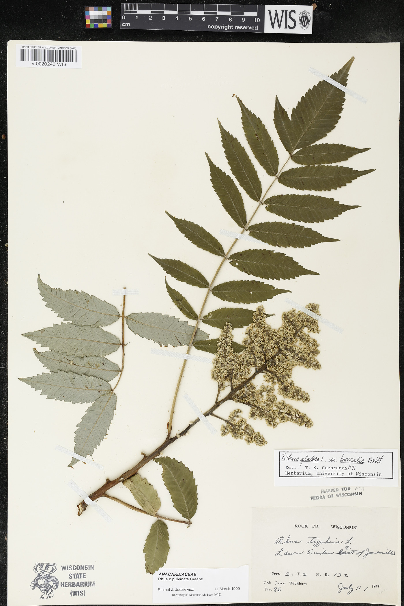 Rhus × borealis image