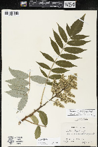 Rhus × borealis image