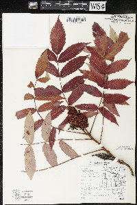 Rhus × borealis image