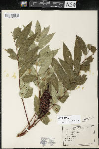 Rhus × borealis image