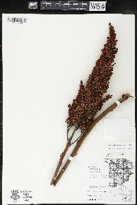 Rhus × borealis image