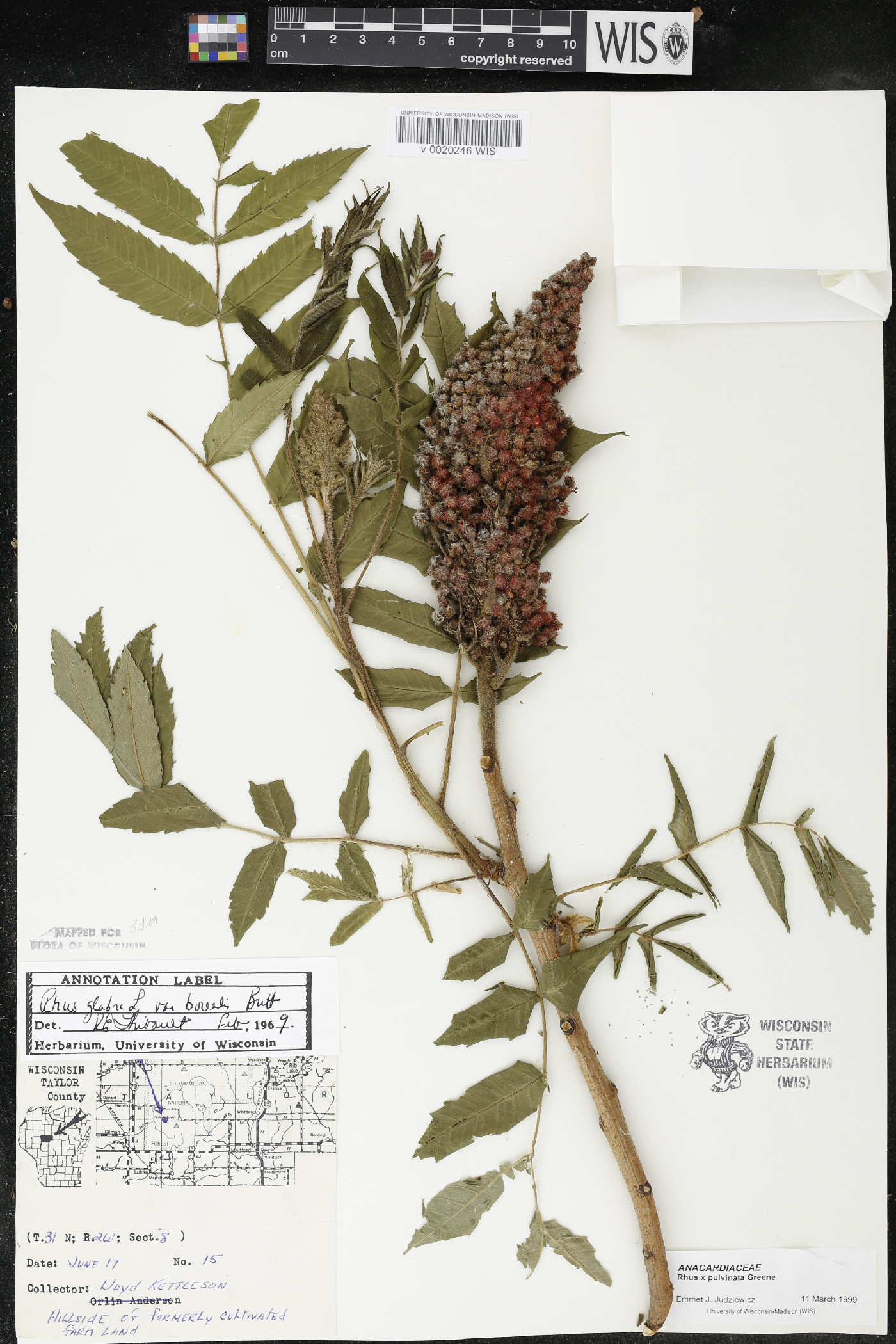 Rhus × borealis image