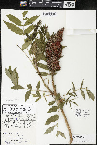 Rhus × borealis image