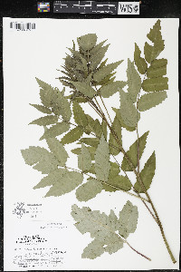 Rhus × borealis image