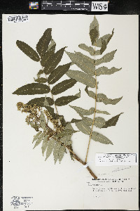 Rhus × borealis image