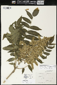 Rhus × borealis image