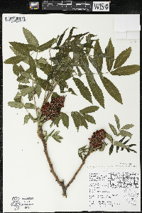 Rhus × borealis image