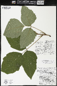 Toxicodendron radicans subsp. negundo image