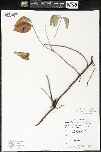 Toxicodendron rydbergii image