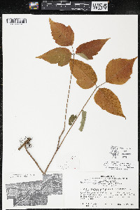 Toxicodendron radicans subsp. negundo image