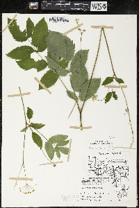 Aralia hispida image