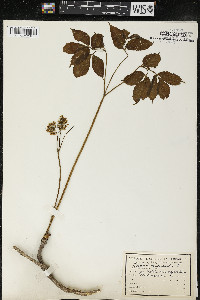 Aralia nudicaulis image