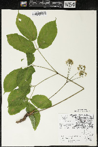 Aralia nudicaulis image