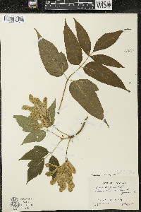 Acer negundo var. negundo image