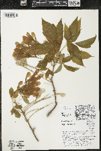 Acer negundo var. negundo image