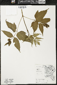 Acer negundo var. negundo image